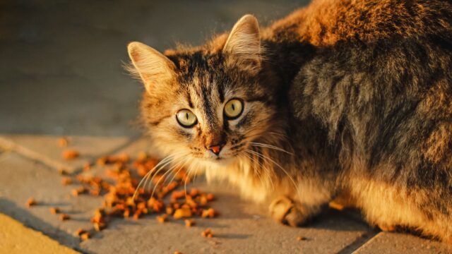 猫とキャットフード